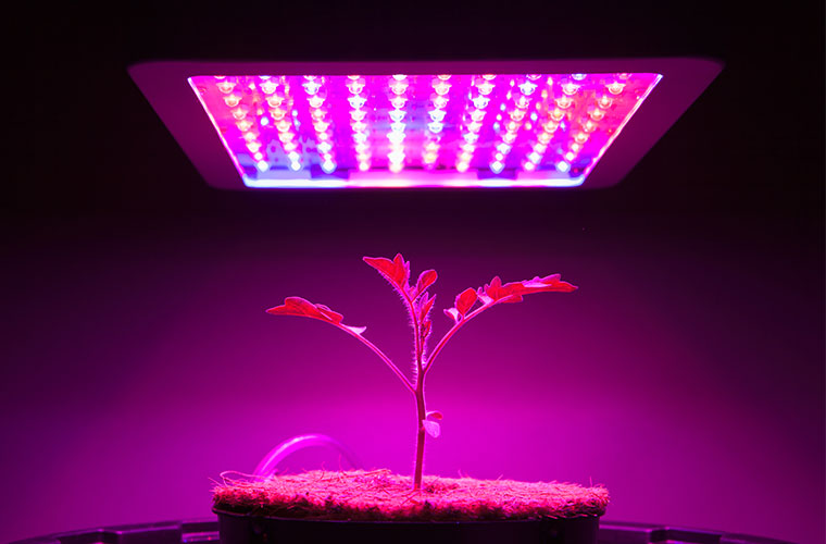 Growth Industry: Agriculture in the Age of LEDs