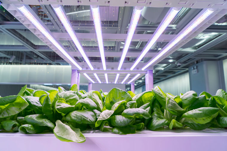 DLC Releases New Horticultural Lighting Technical Requirements