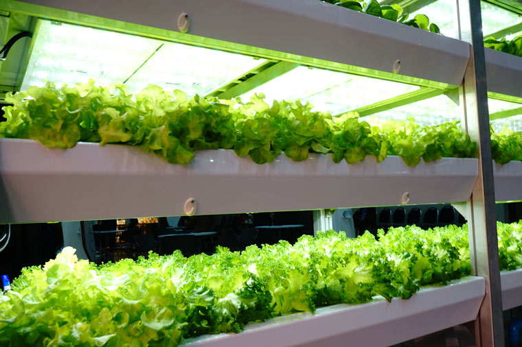 Global Market for Vertical Farming Estimated to Grow 14% by 2026